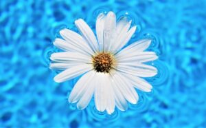 daisy floating on water in a pool